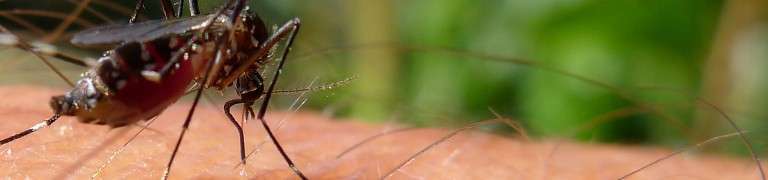 Wie gefährlich ist das Zika-Virus?